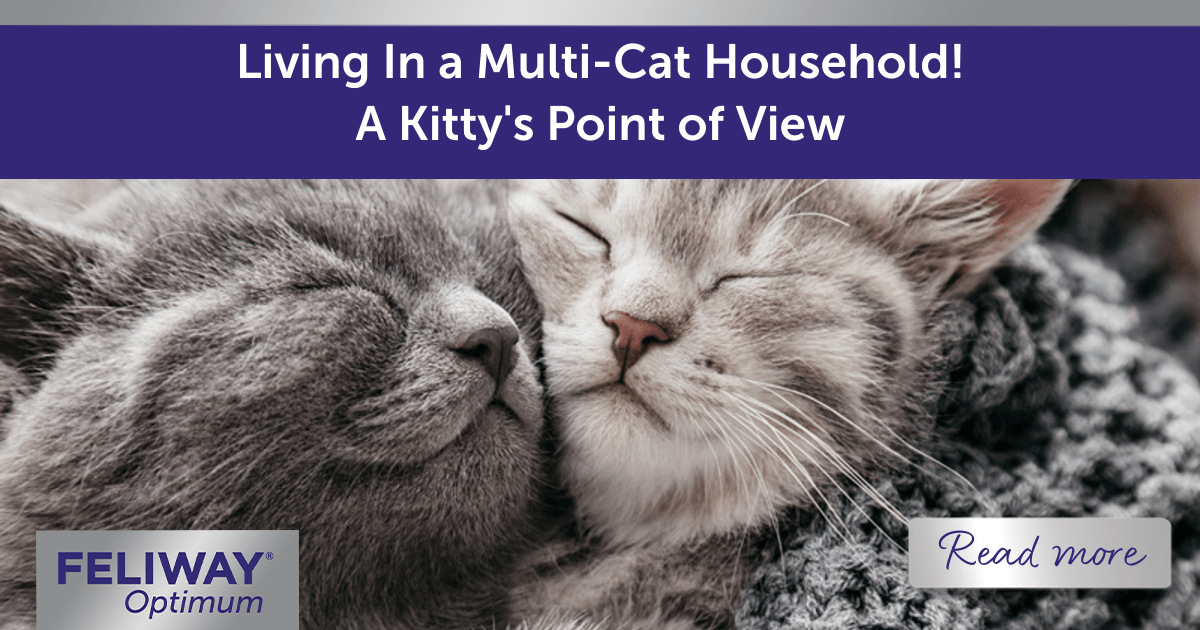 Living in a MultiCat Household! A Kitty’s Point of View